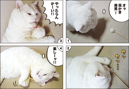 cat_favorite_2.jpg